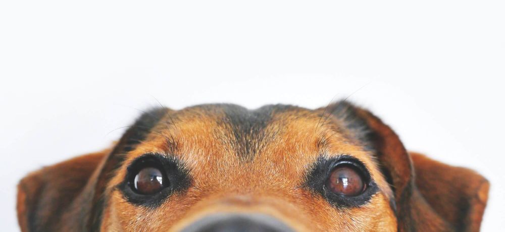 The secrets of guiding attention Zeigarnik Effect
