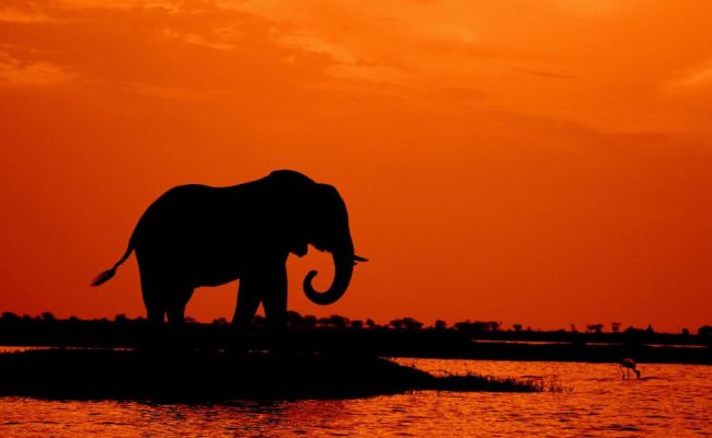 Riding the Elephant in the Room Organizational Change